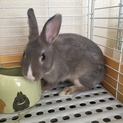 里親決定ありがとうございました