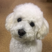 パフ