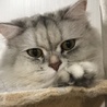 アマローネ