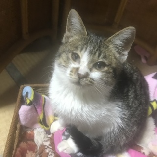 岩国健康福祉センターからレスキュー！キジ白♀子猫