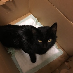 ノラちゃん、保護しました。