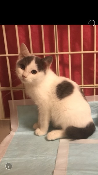 生後３か月のグレー白ハチワレ男子！ サムネイル2