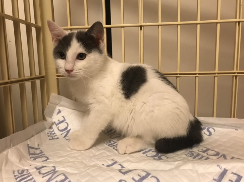 生後３か月のグレー白ハチワレ男子！ サムネイル7