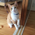 人間大好き❣️甘えん坊❣️りんご猫に救いの手を‼️
