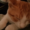 人間大好き❣️甘えん坊❣️りんご猫に救いの手を‼️ サムネイル3