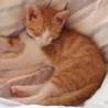 人間大好き❣️甘えん坊❣️りんご猫に救いの手を‼️ サムネイル4
