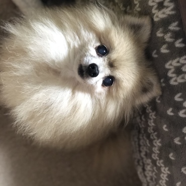 年寄り。
