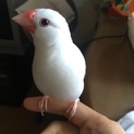白文鳥の里親さん募集(♂)※里親さん決定しました！
