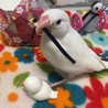 白文鳥の里親さん募集(♂)※里親さん決定しました！ サムネイル7