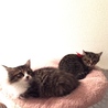 2匹一緒のご縁を探しています サムネイル7