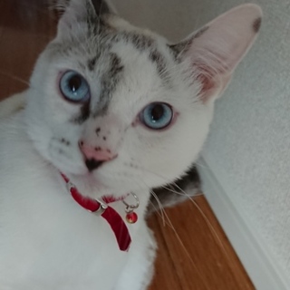 イケニャンくん♡ ママorパパ募集しております。