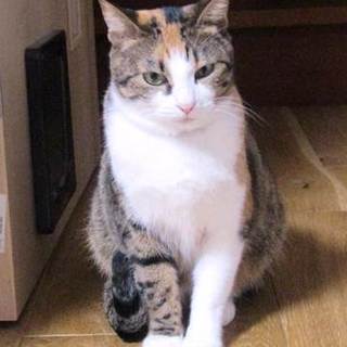 椿ちゃん　　女の子