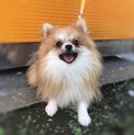 【募集終了】リク君