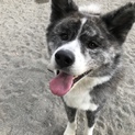 秋田犬の虎太郎くん