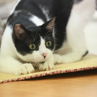 ウルトラ甘えたさんのストーカー猫さんです。