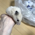✼キンクマ×長毛ホワイトハムスター✼