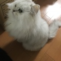 ペルシャ猫／チンチラシルバー／メス／ふわふわ長毛