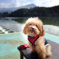 デンカ