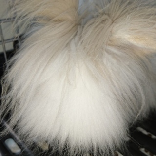 オスのライオンラビットです。