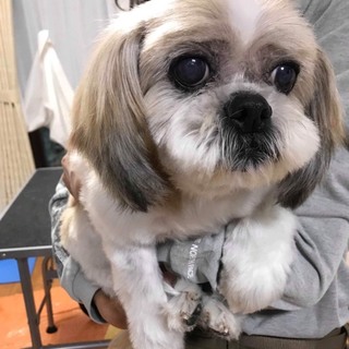 お散歩大好き！甘えん坊のシーズーのチューバッカくん