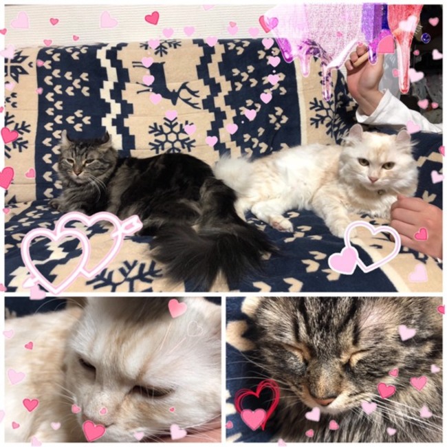 ☺︎︎ちろたん☺︎︎のカバー写真