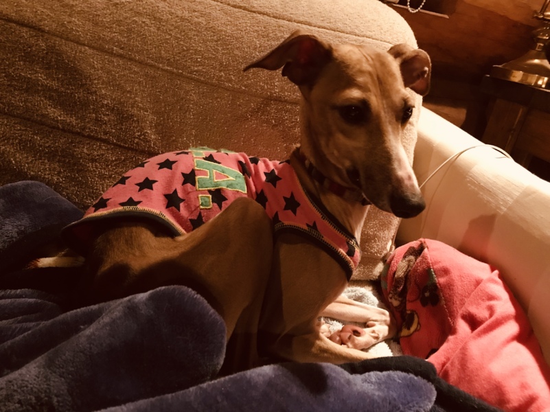 3歳美男子 イタリアン 山梨県 犬の里親募集 ペットのおうち 月間利用者150万人