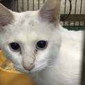 岩国健康福祉センター収容 人慣れした白猫ちゃん