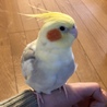 あちゃもさん