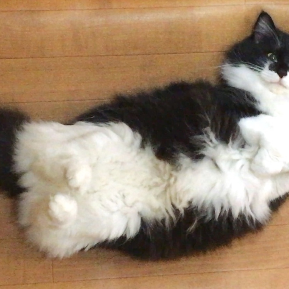 こそでのカバー写真