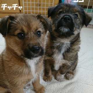 人なれ抜群の姉妹です（動画あり）
