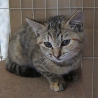 ミックス柄のおしゃれな子猫