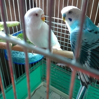 せきせいいんこ2才のオススメ　　