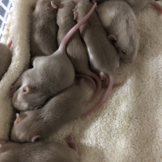 ファンシーラット  生後1ヶ月