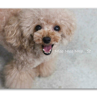 里親様を募集しています。