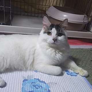 くりくりお目目のフワフワ男子♪