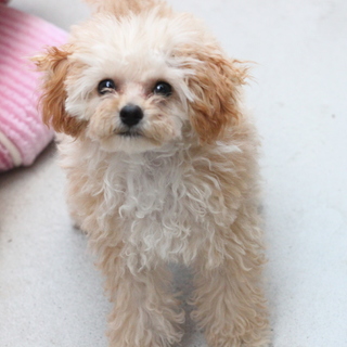 ＊商談中です。里親様を募集しています。