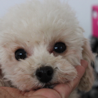 里親様を募集しています。