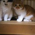★まん丸おめめの子猫★