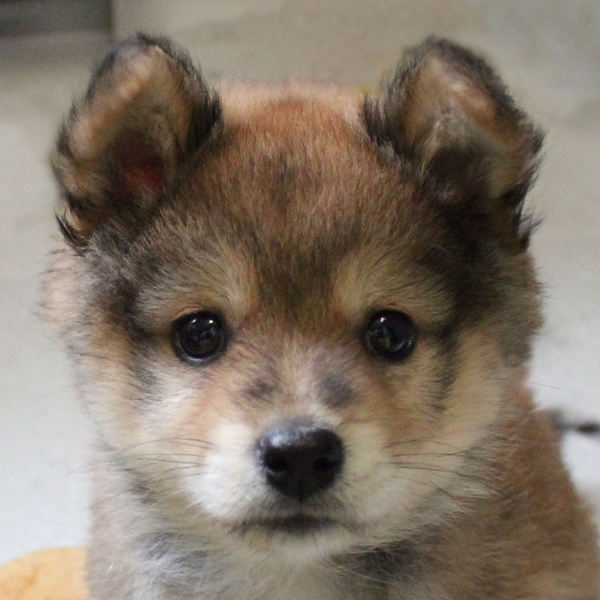 シュッとしたイケワン、あ」千葉県 - 犬の里親募集(242695