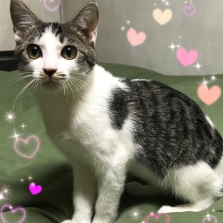 ５ヶ月半位！　まん丸お目目が可愛い　甘栗くん