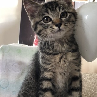 1匹で保護されたキジトラちゃん
