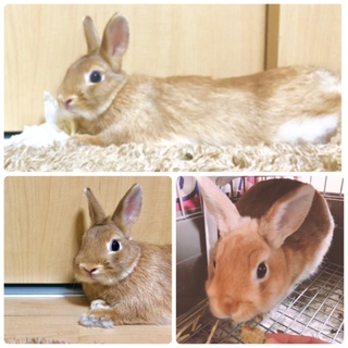 ミニウサギ☆里親さん募集中です！
