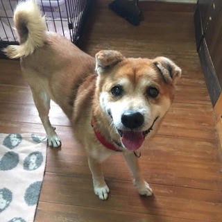 お散歩大好き！甘えん坊な茶助くん♡