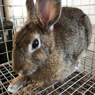 ありがとうございます。お迎えされました。