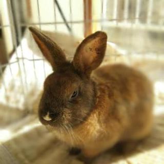 里親様決まりました！ありがとうございました