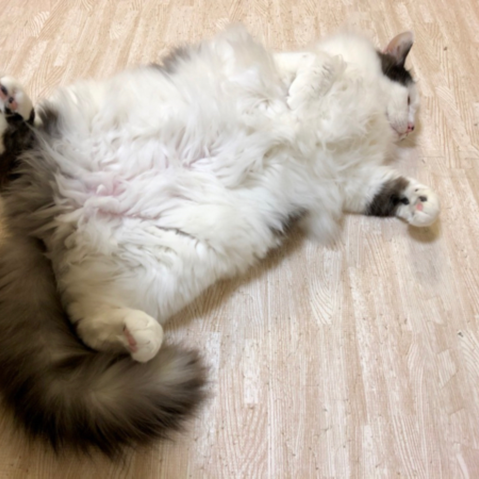 セロのカバー写真