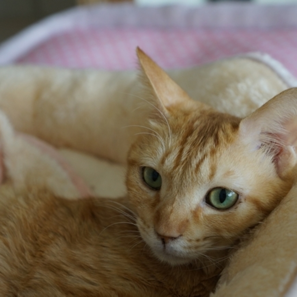 佑太のカバー写真