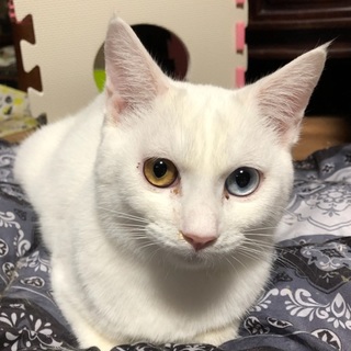 人懐こいオットアイの男の子