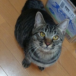 お留守番もバッチリ　『(仮名)晴』