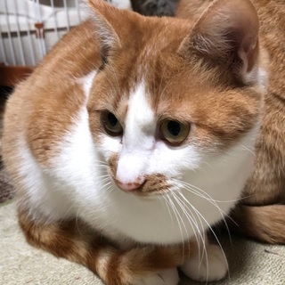 人懐こい茶白の男の子